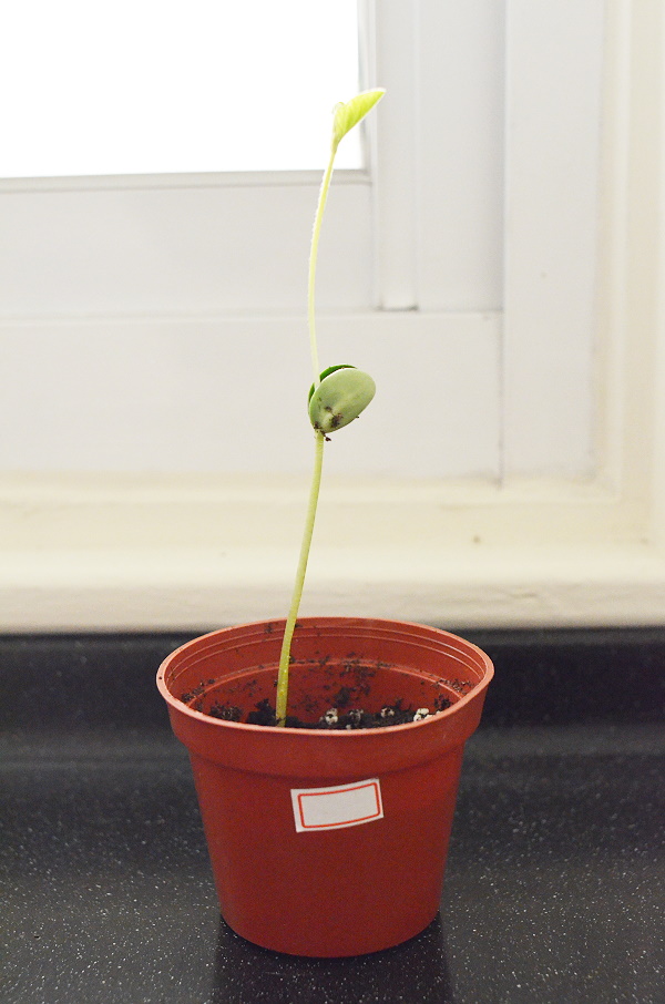 主婦聯盟非基改活動