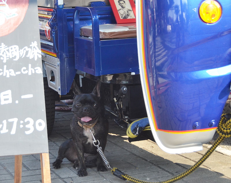 龜龜毛毛泰國奶茶