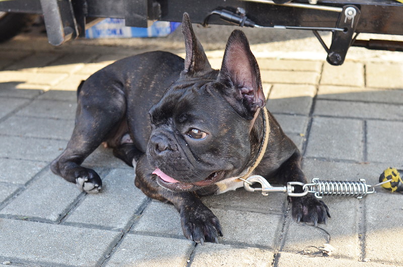 龜龜毛毛泰國奶茶